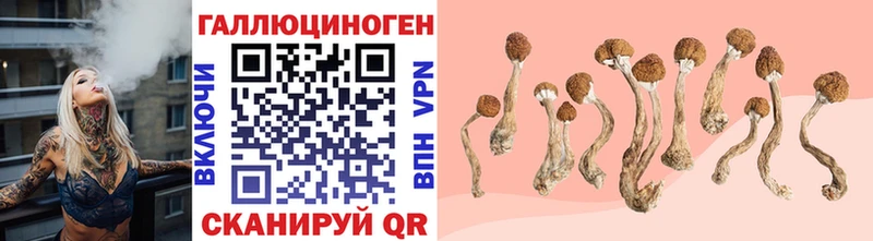 блэк спрут   Дербент  Псилоцибиновые грибы Psilocybine cubensis 